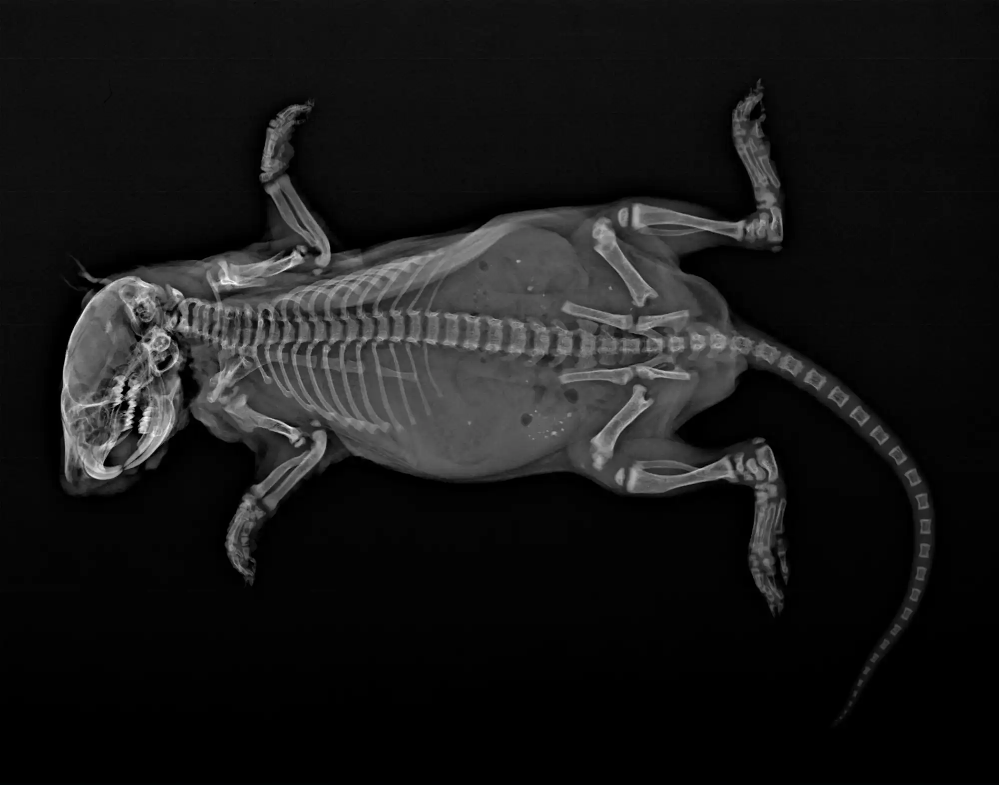 Small Animal Xray Imaging KUBTEC Scientific